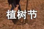 植树节发言稿