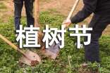 植树节活动总结