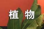 我眼中的植物作文